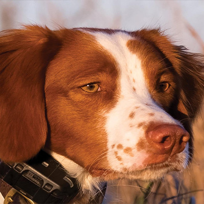 Ronnie Smith Kennels